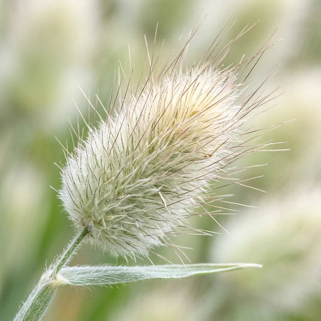 Macro d'un épi de lagure : soies plumeuses soyeuses et fines arêtes rayonnantes — SemiSauvage