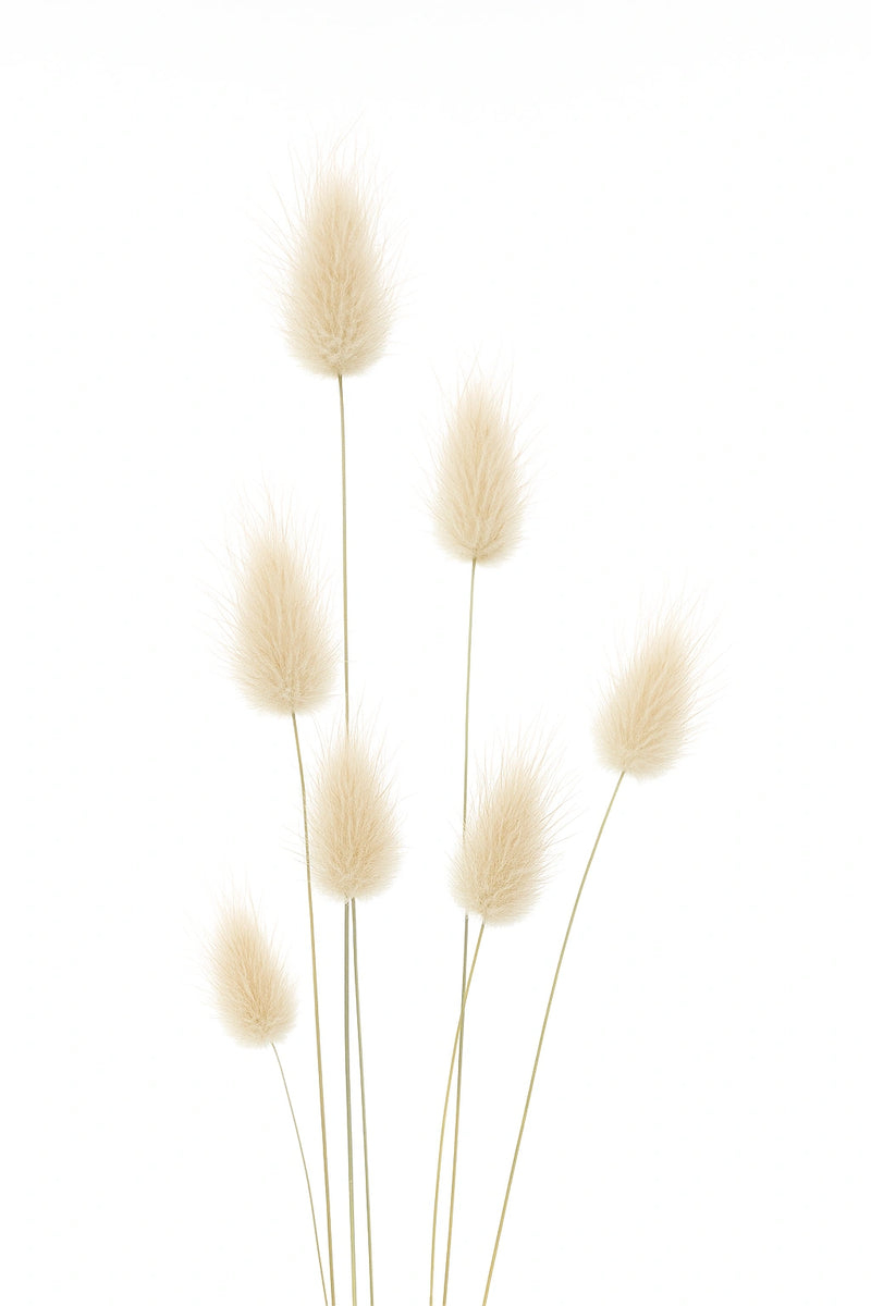 Lagure Ovale / Queue De Lièvre (Lagurus Ovatus) Env. 300