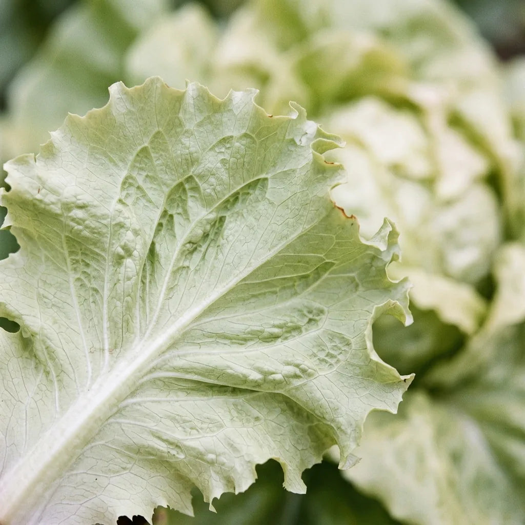 Macro d'une feuille de laitue beurre : limbe mince à bord ondulé et nervures blanches ramifiées — SemiSauvage