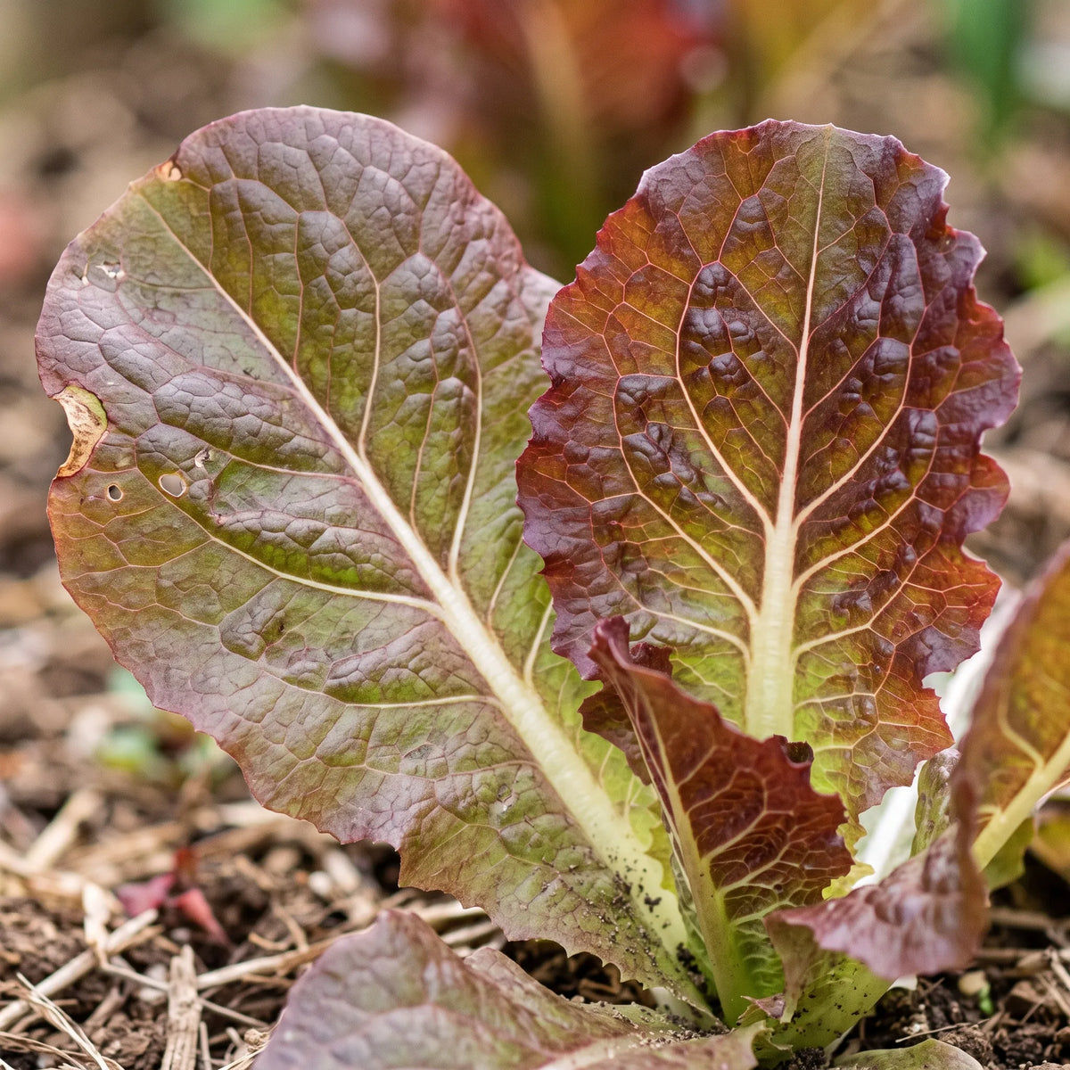 Macro d'une feuille bullée de laitue Merveille des Quatre Saisons, rouge bronze à nervure blanche
