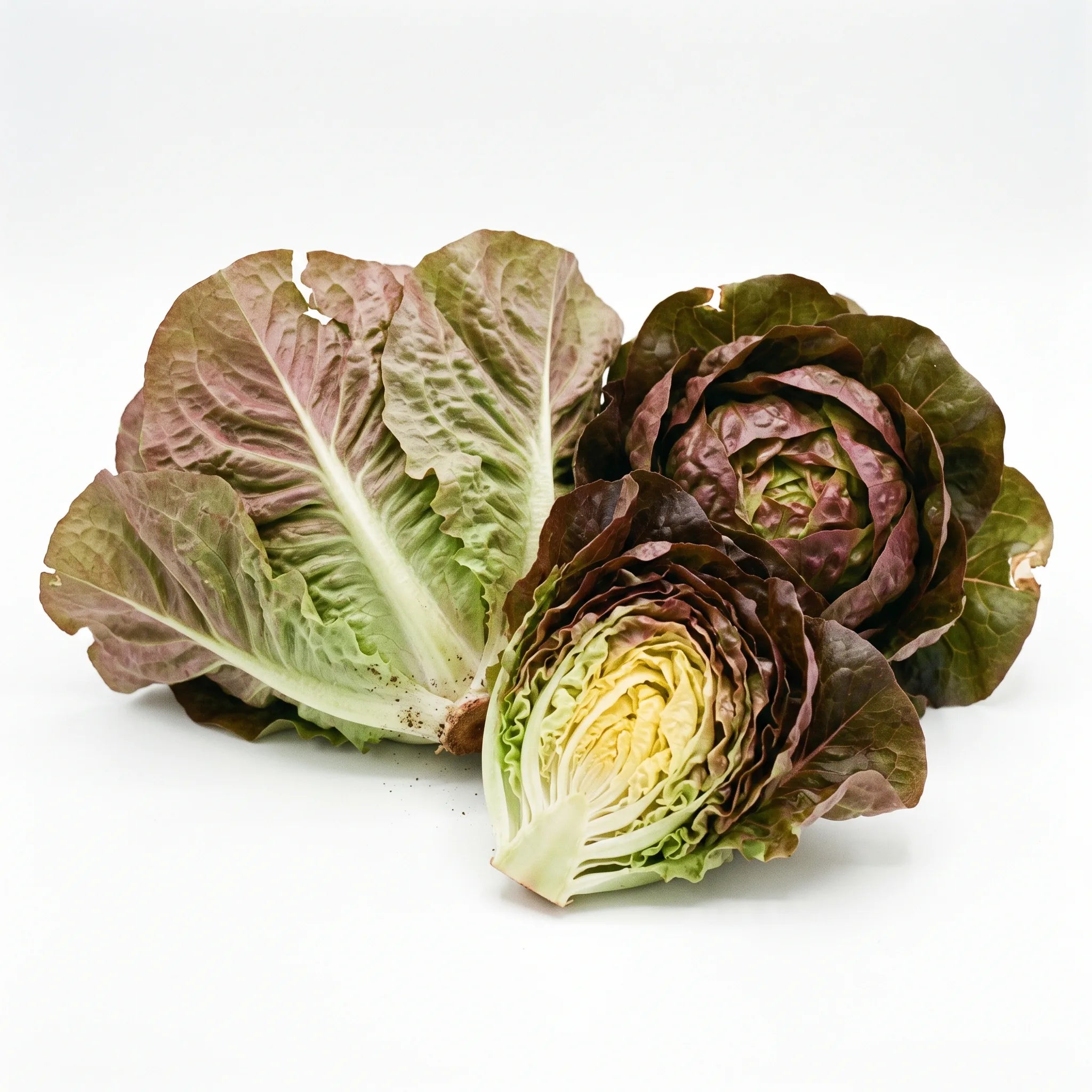 Laitues Merveille des Quatre Saisons entières et coupée, cœur blond et feuilles rouge bronze, sur fond blanc — graines reproductibles SemiSauvage