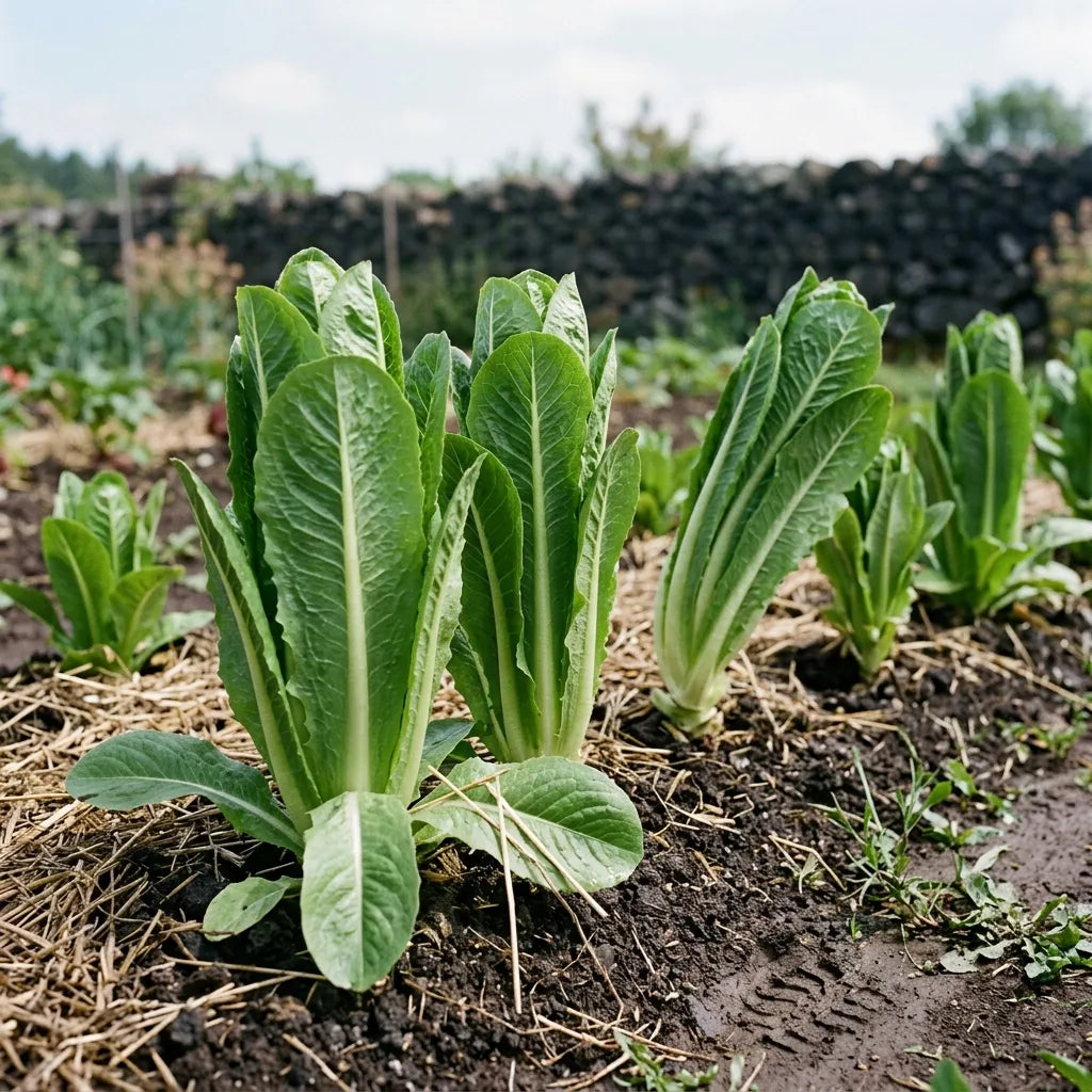 Rang de laitues romaines au potager, port dressé et oblong — SemiSauvage