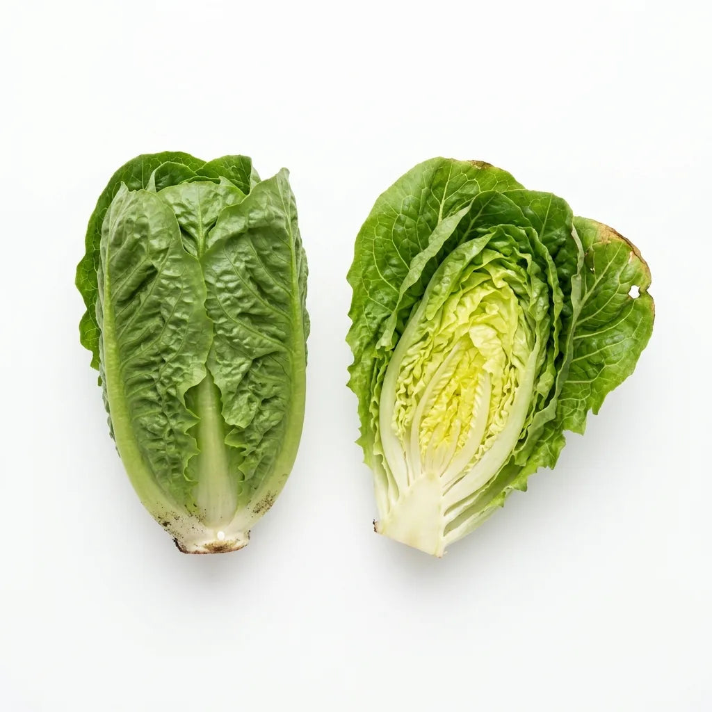 Pommes de laitue sucrine (Lactuca sativa) sur fond blanc — SemiSauvage
