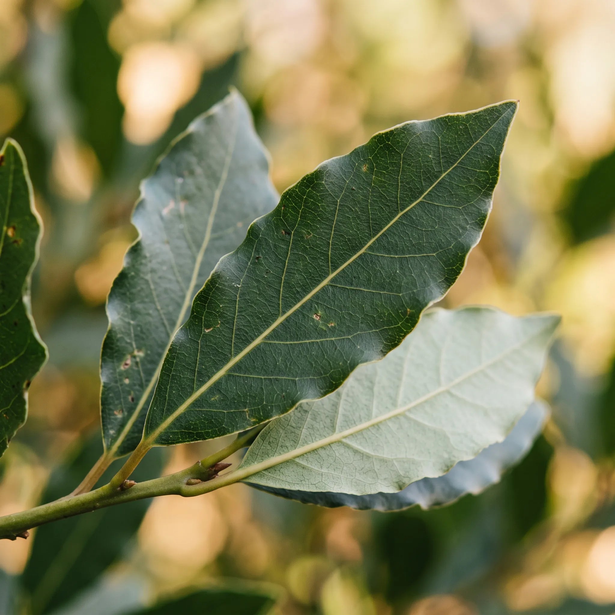 Macro d'une feuille de laurier sauce montrant sa marge ondulée et sa nervure médiane — SemiSauvage
