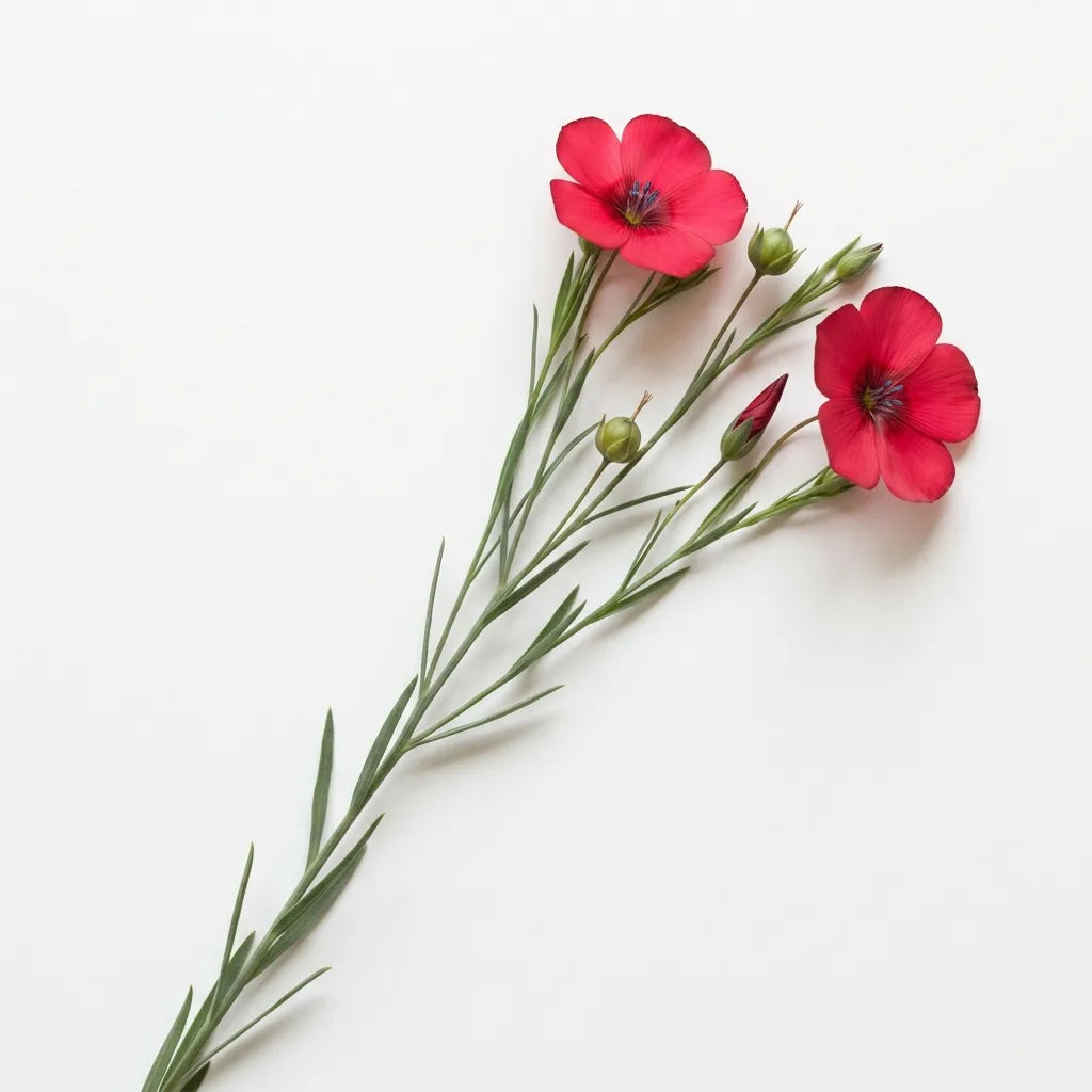 Tige fleurie de Lin à grandes fleurs rouge (Linum grandiflorum rubrum), sur fond blanc — SemiSauvage
