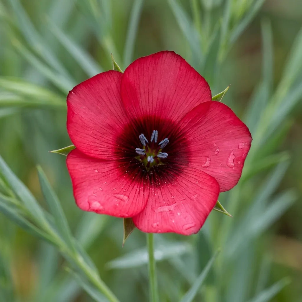 Fleur de lin rouge à cœur sombre et anthères bleutées, macro — SemiSauvage