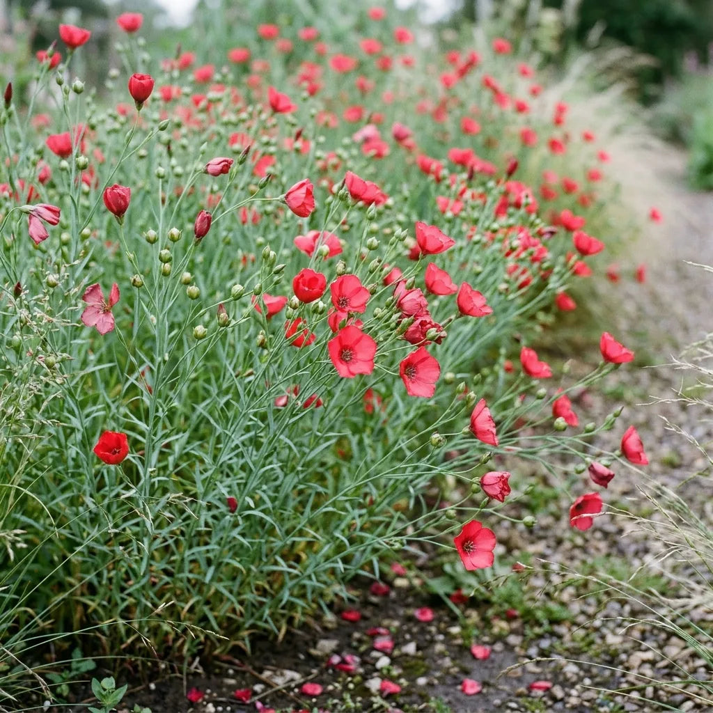 Nappe de lin rouge en fleurs dans un massif, corolles flottantes — SemiSauvage