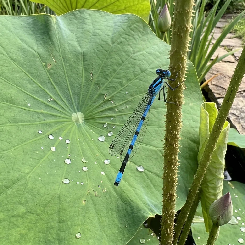Agrion jouvencelle agrippé au pétiole hérissé d'une feuille de lotus — SemiSauvage