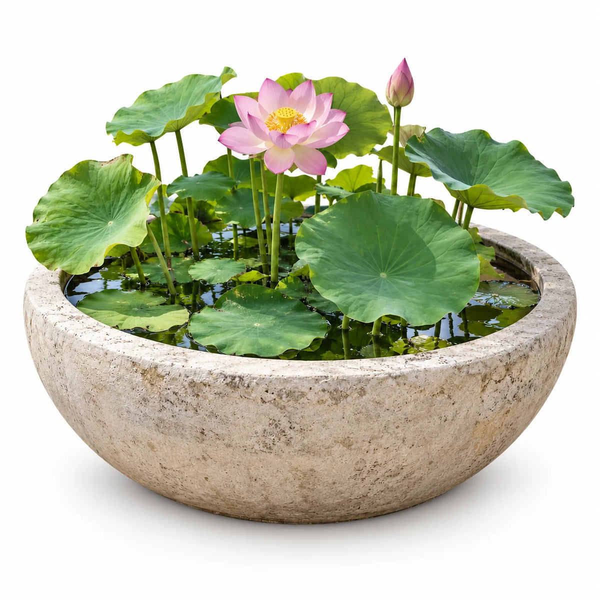Lotus sacré (Nelumbo nucifera) à fleur rose dans un bassin en pierre sur fond blanc — SemiSauvage