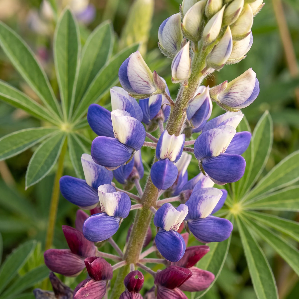 Macro d'un épi de lupin nain de Russel montrant les verticilles de fleurs papilionacées à étendard, ailes et carène