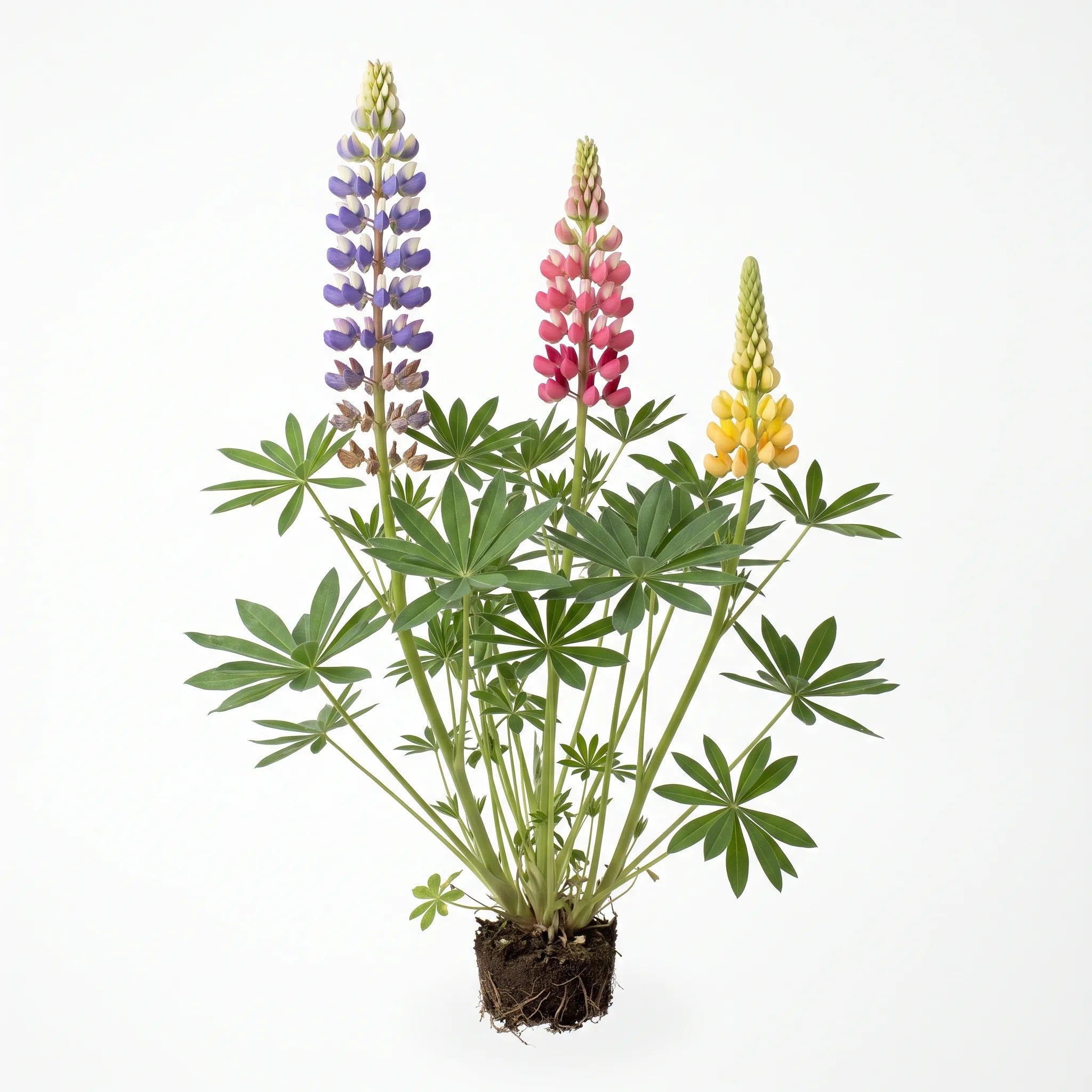 Pied entier de lupin nain de Russel avec trois épis colorés et feuilles palmées, sur fond blanc de studio