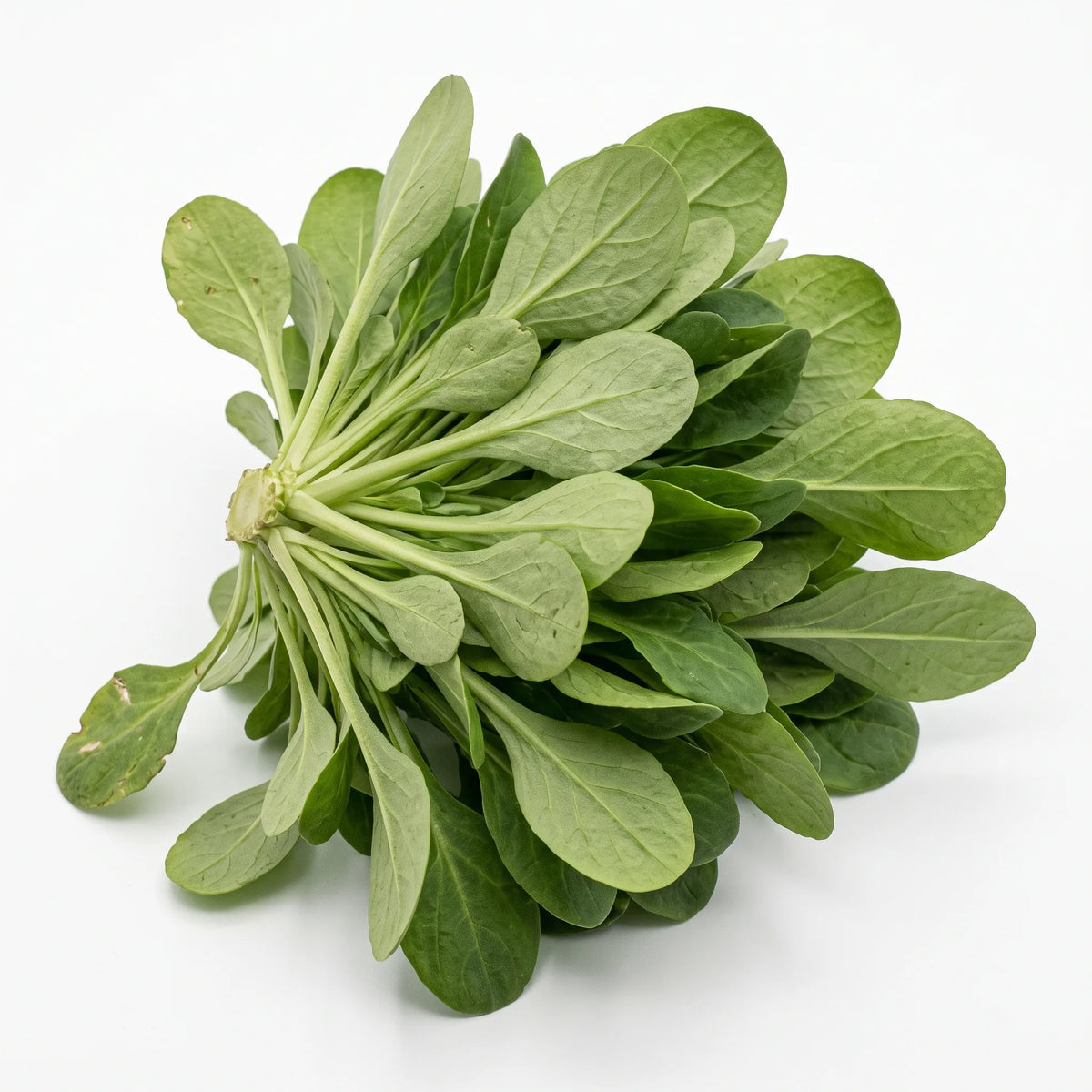 Rosette entière de mâche verte de Cambrai coupée au collet, feuilles spatulées, sur fond blanc