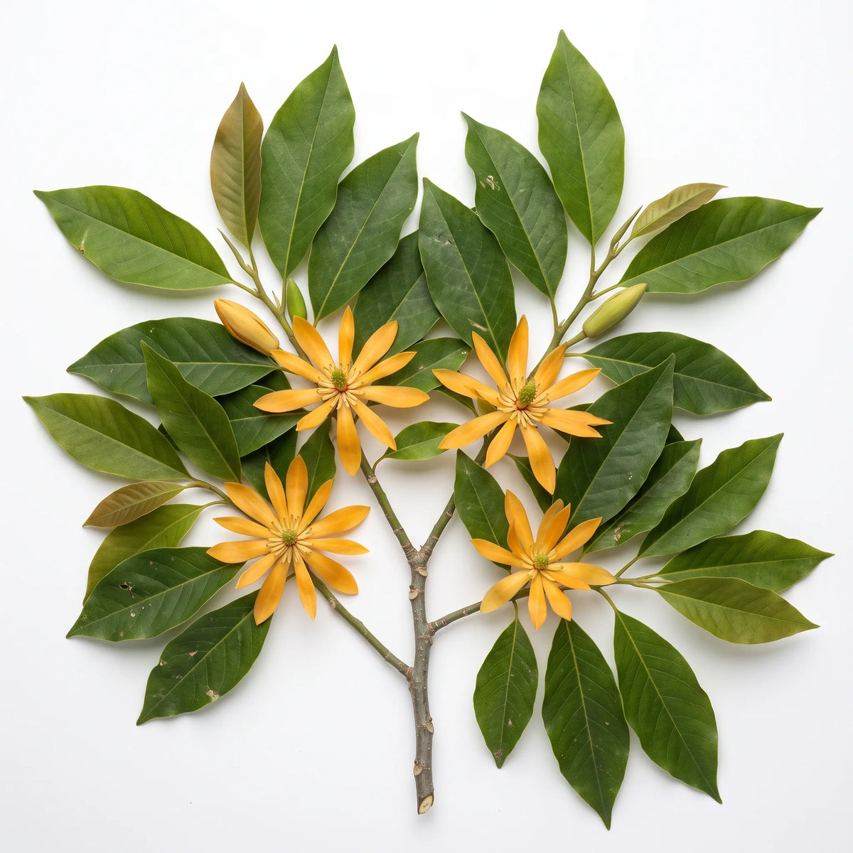 Rameau fleuri de magnolia Champaca sur fond blanc — SemiSauvage