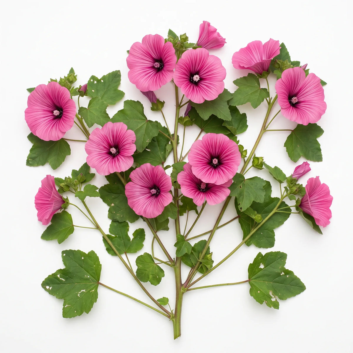 Pied entier de malope en fleur sur fond blanc — SemiSauvage
