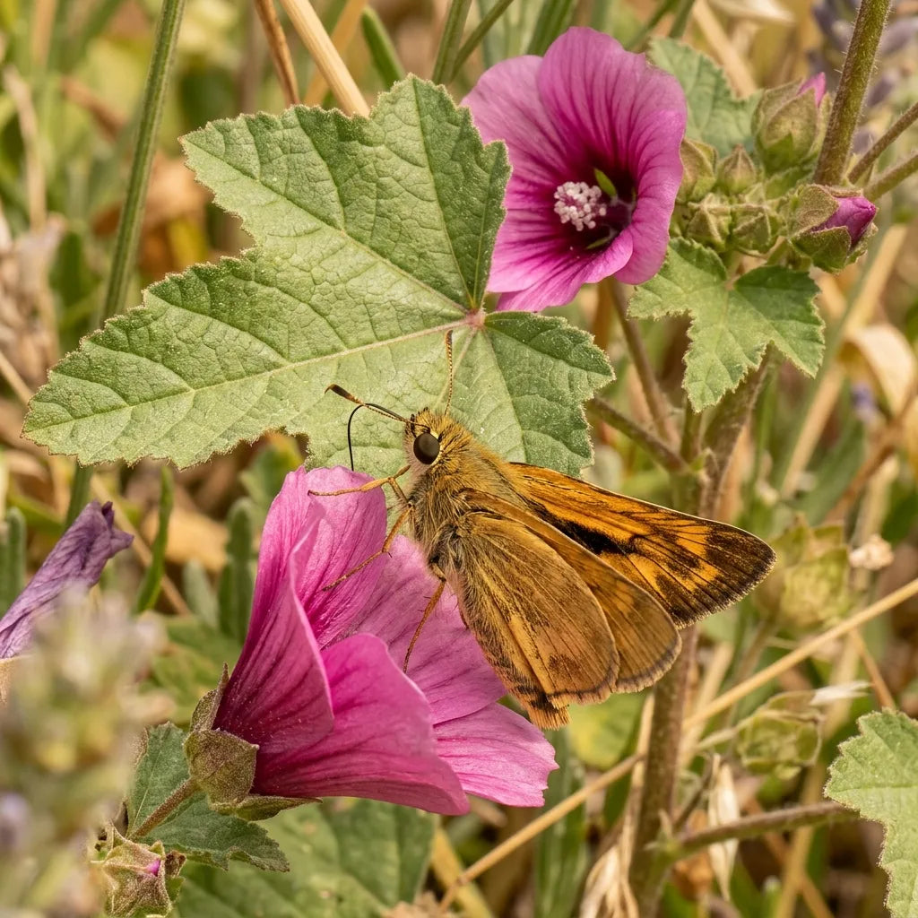 Sylvaine posée sur une fleur de malope — SemiSauvage