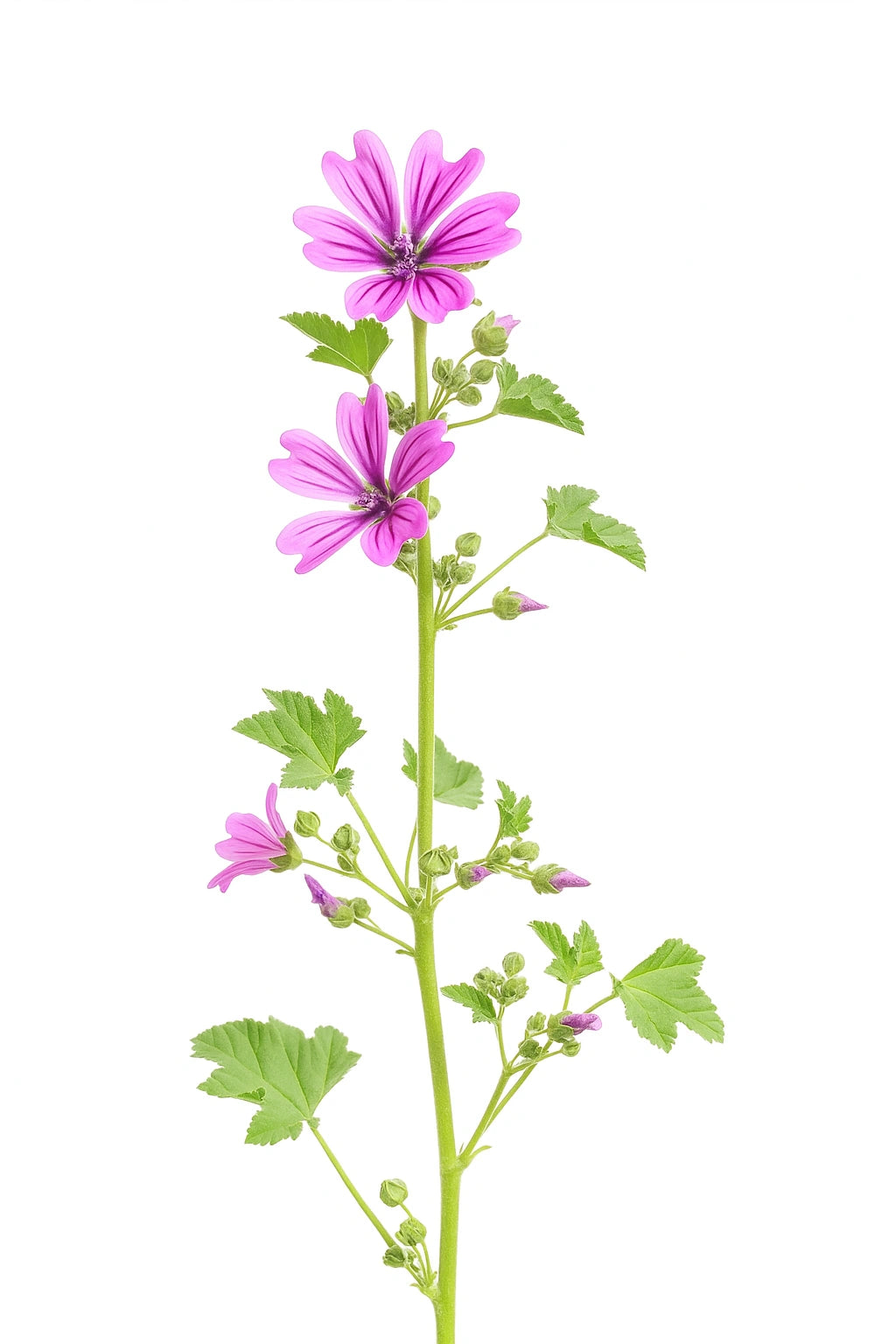 30 Graines de Grande Mauve (Malva sylvestris)