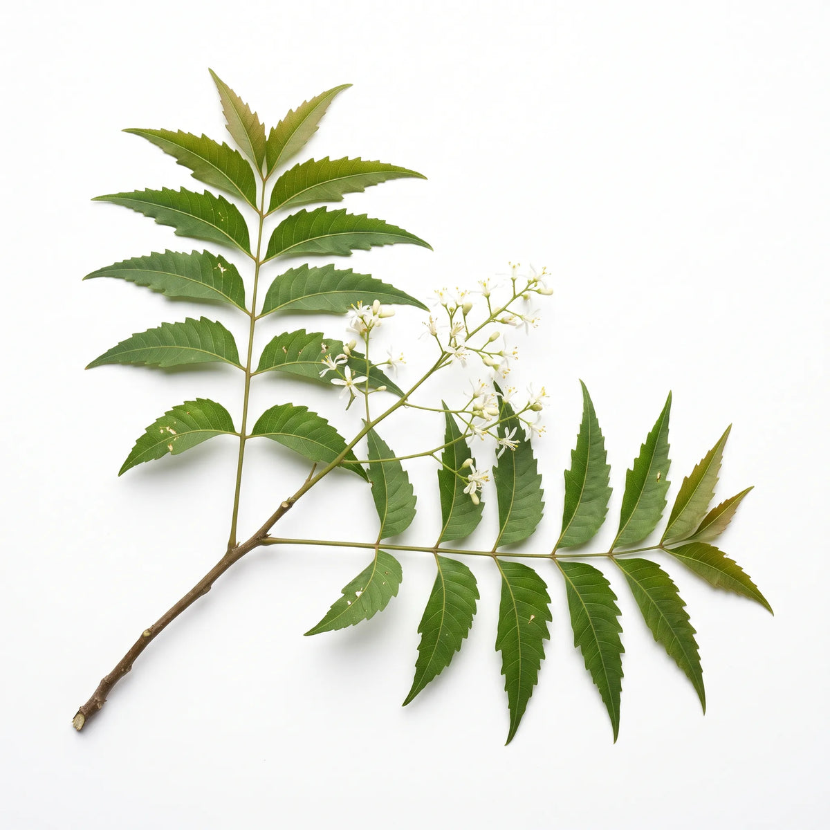Rameau feuillé et fleuri de margousier neem (Azadirachta indica) sur fond blanc — graines reproductibles SemiSauvage