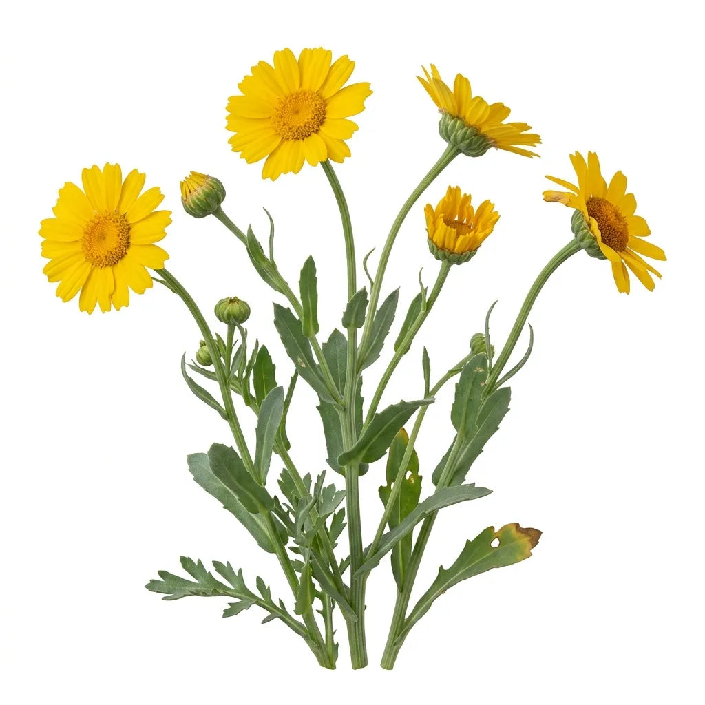 Marguerite dorée (Chrysanthemum segetum) à différents stades, sur fond blanc — SemiSauvage