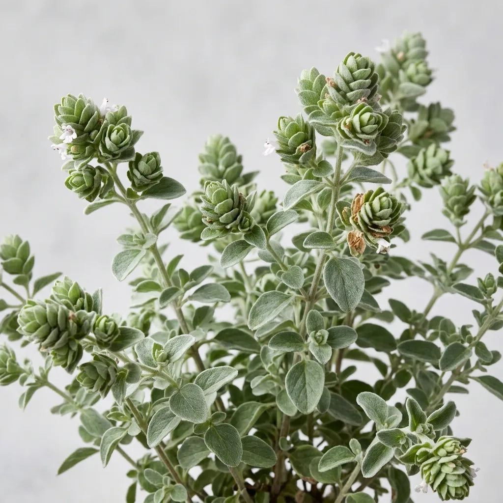 Touffe fleurie de marjolaine officinale, feuillage gris-vert duveteux et coquilles — SemiSauvage