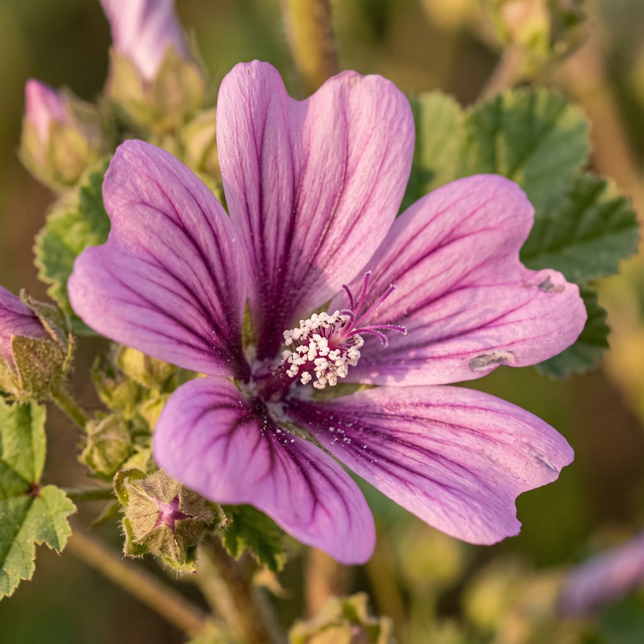 Macro d'une fleur de mauve royale montrant les pétales échancrés en cœur, les nervures pourpres et la colonne staminale