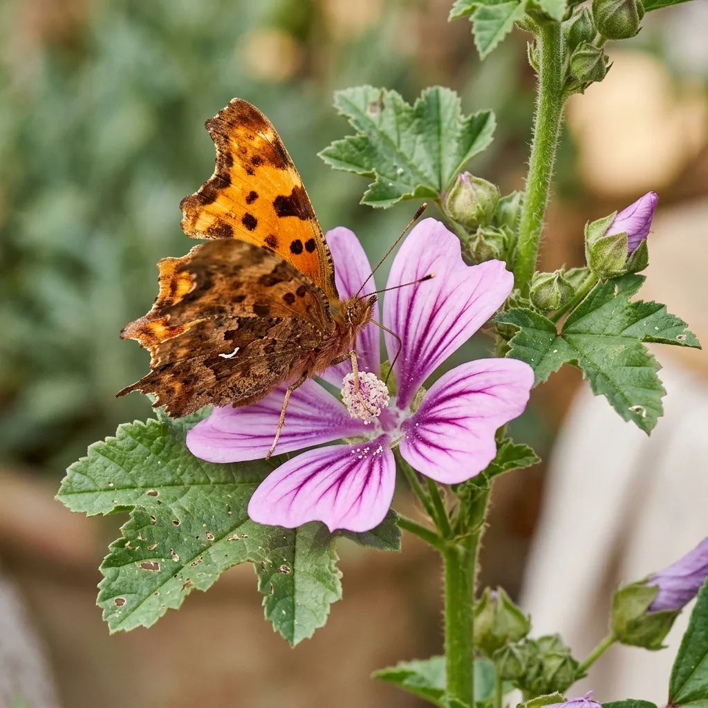 Papillon Robert-le-diable aux ailes découpées butinant une fleur de mauve royale