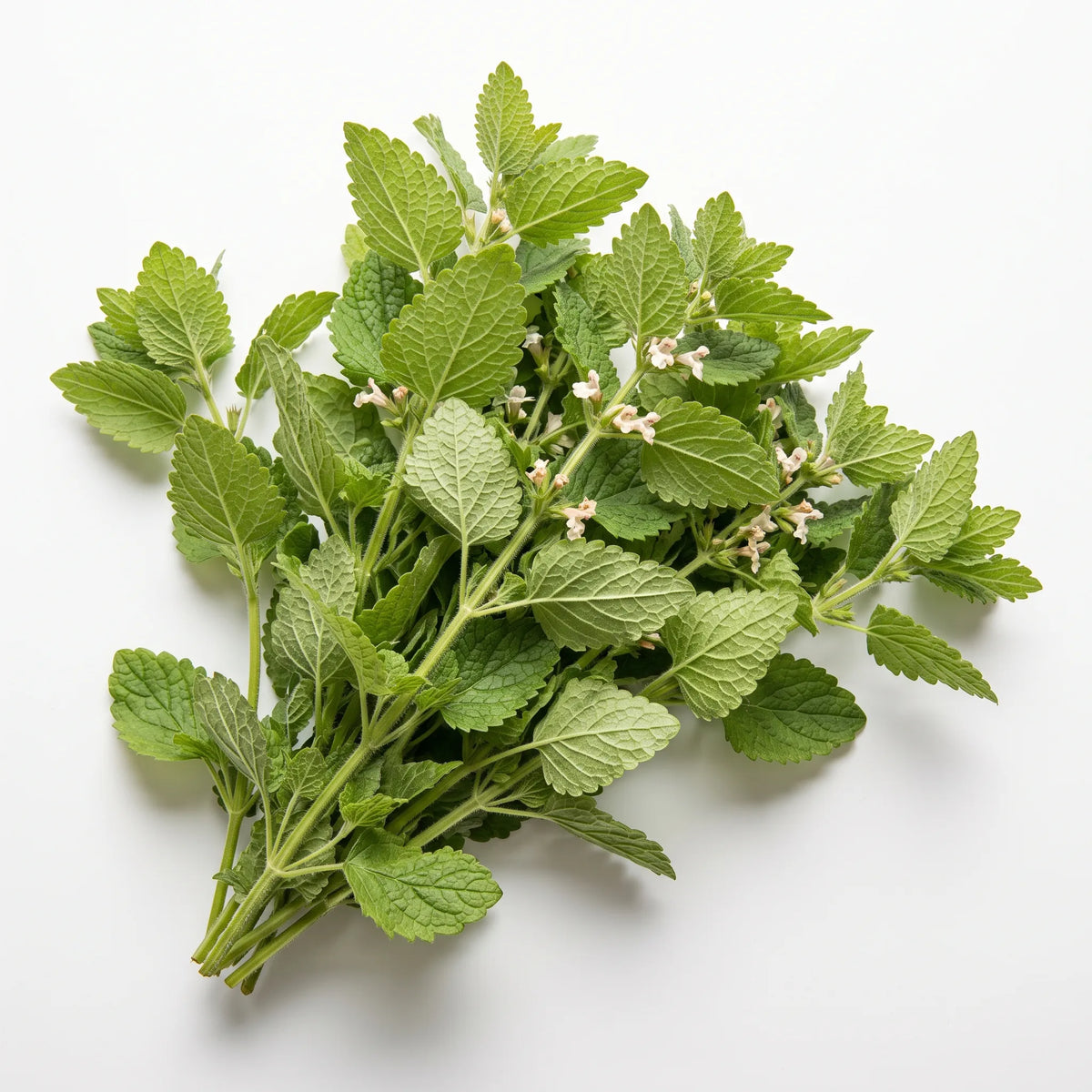Pied entier de mélisse officinale coupé au collet sur fond blanc — graines reproductibles SemiSauvage