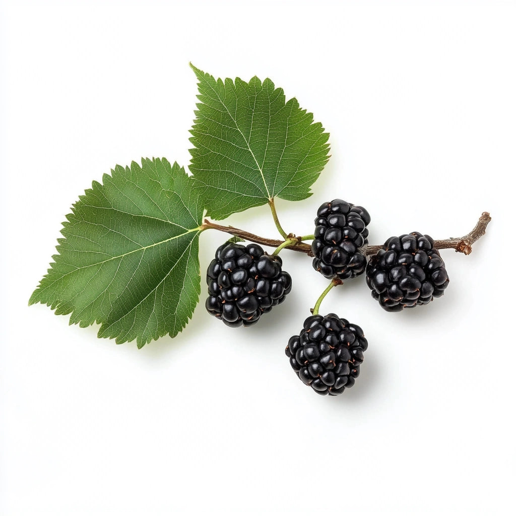 80 Graines de Mûrier Noir (Morus Nigra)