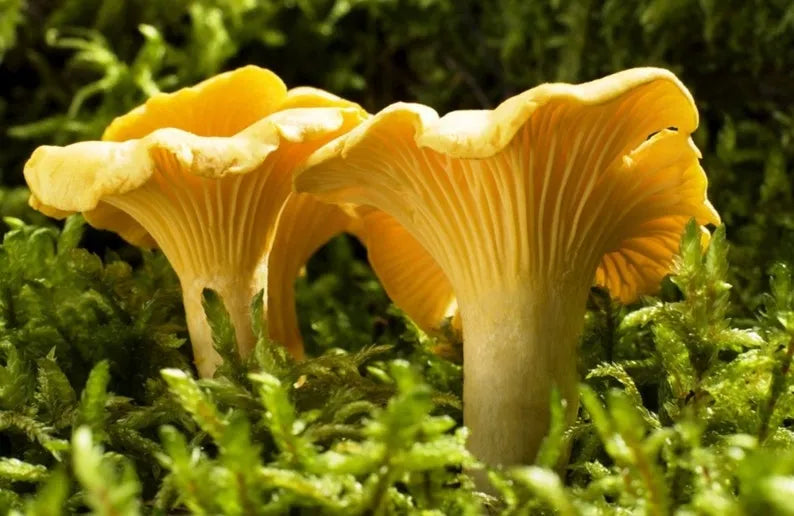 Mycélium de Girolle Jaune - Kit de culture champignons