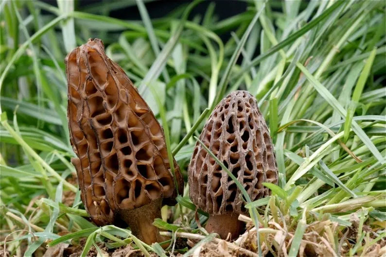 Mycélium de Morille Conique - Kit de culture champignons