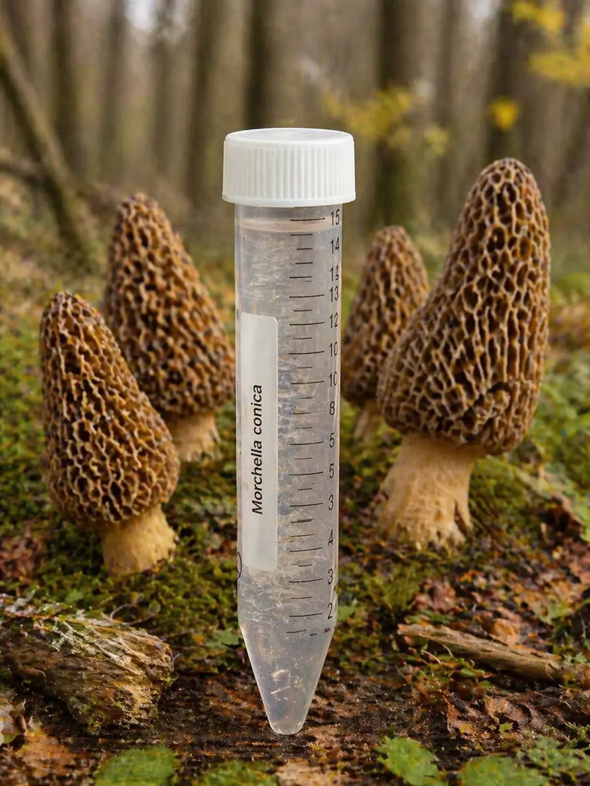 Mycélium de morille conique Morchella conica en tube de culture en forêt