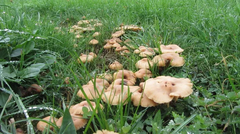 Mycélium de Mousserons des Près - Kit de culture champignons