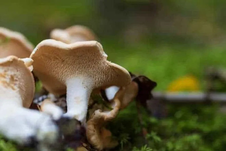 Mycélium de Pied de Mouton - Kit culture Champignons