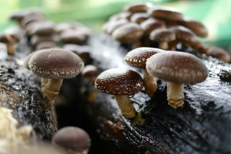 Mycélium de Shiitaké - Kit de culture champignons