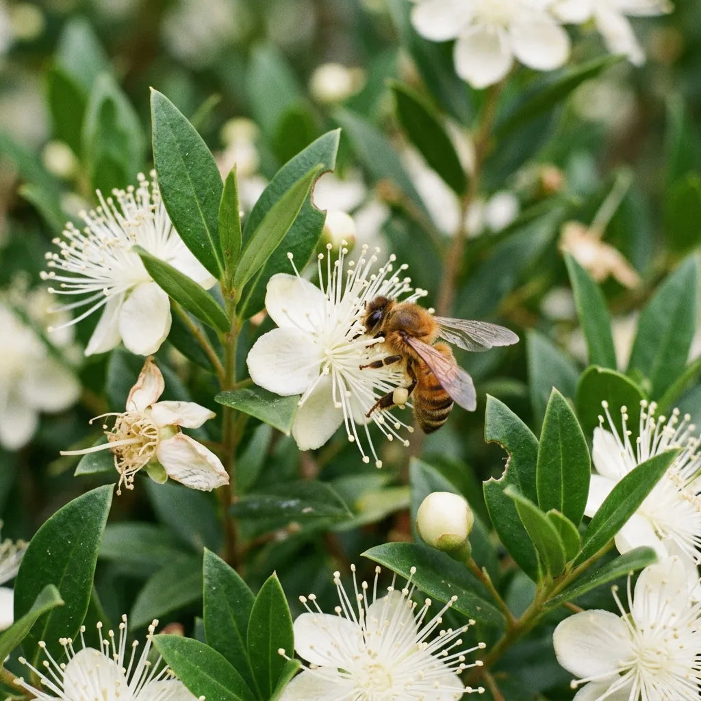 Abeille domestique butinant les fleurs blanches du myrte commun en plein été — SemiSauvage