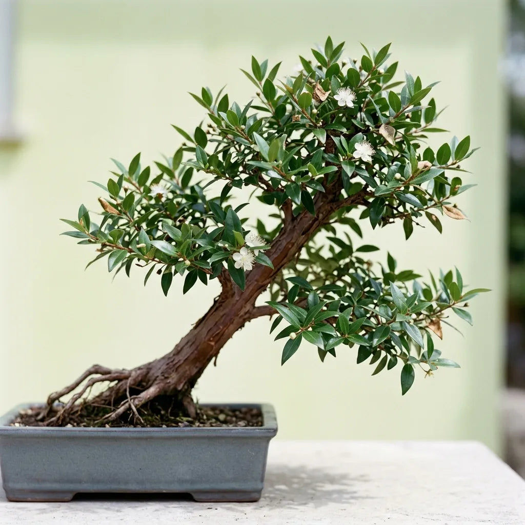 Bonsaï de myrte commun (Myrtus communis) en style shakan, tronc incliné à écorce exfoliée, dans une coupe de grès mat — SemiSauvage