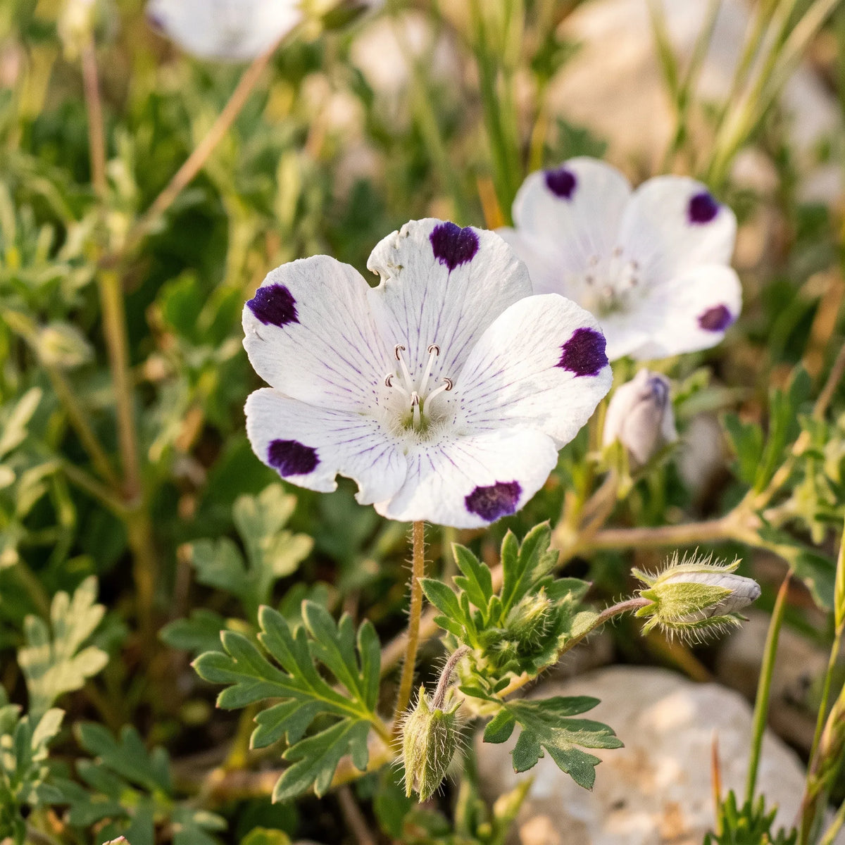 Macro d'une corolle de némophile maculée et de ses cinq taches violettes — SemiSauvage