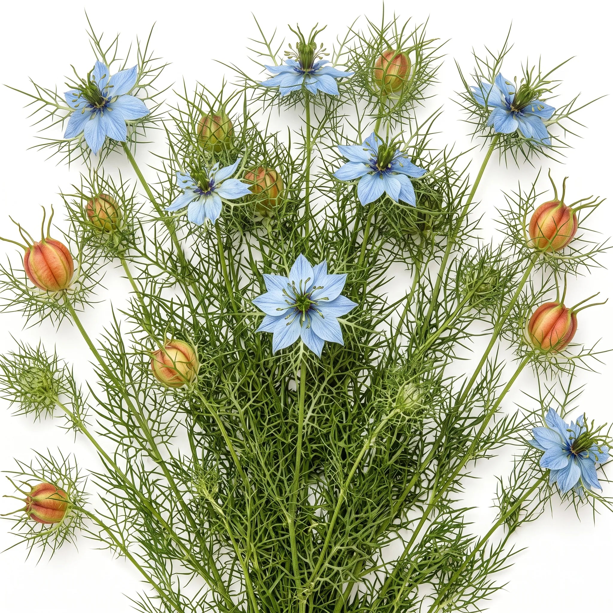 Pied entier de nigelle de Damas en fleur sur fond blanc — SemiSauvage