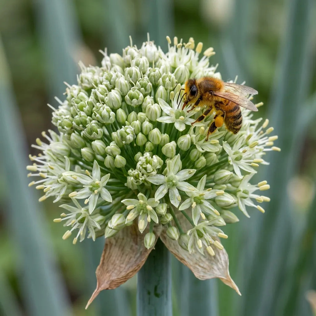 Abeille butinant l'ombelle sphérique d'un oignon poireau monté à fleur — SemiSauvage