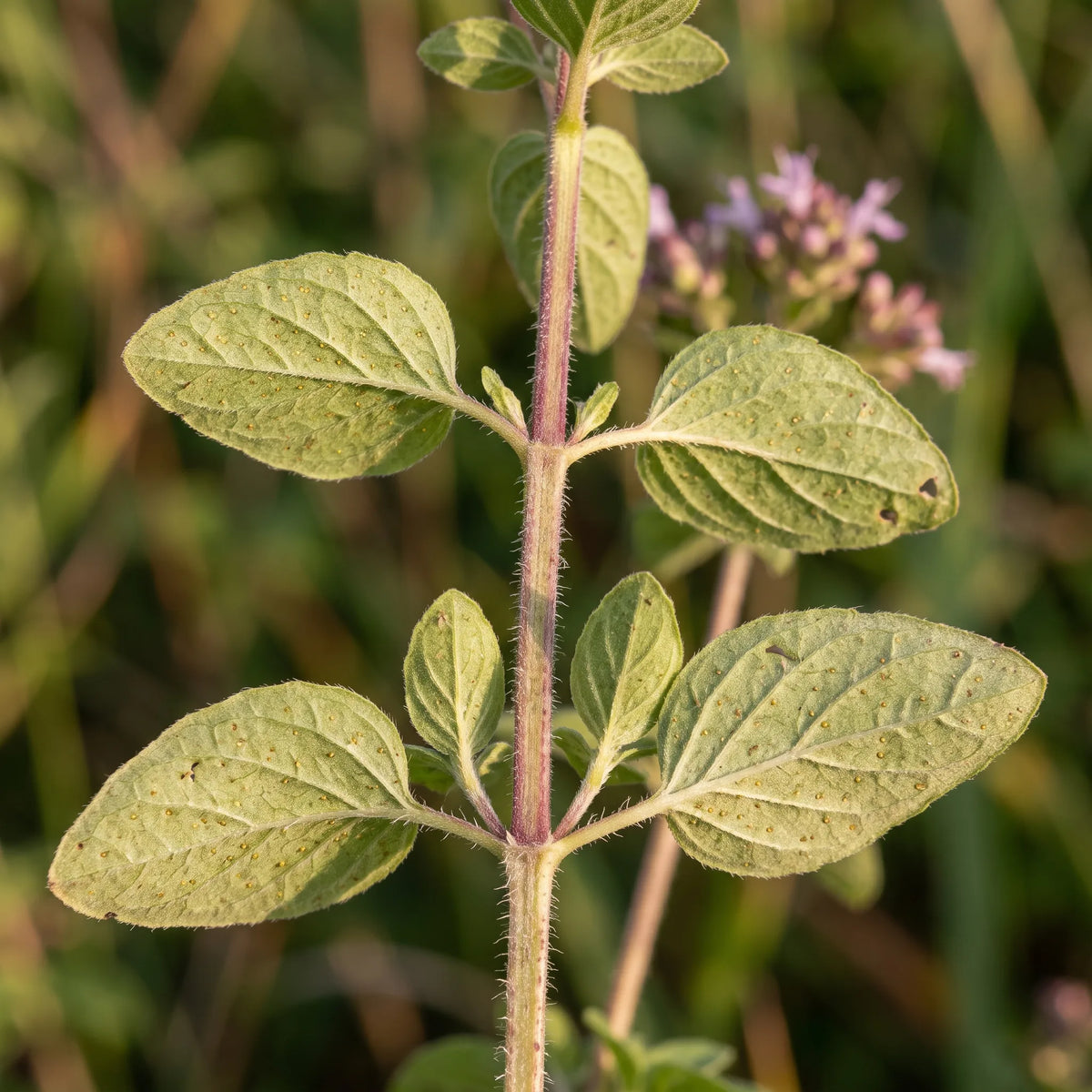 Macro de la tige quadrangulaire et des feuilles opposées pétiolées de l'origan