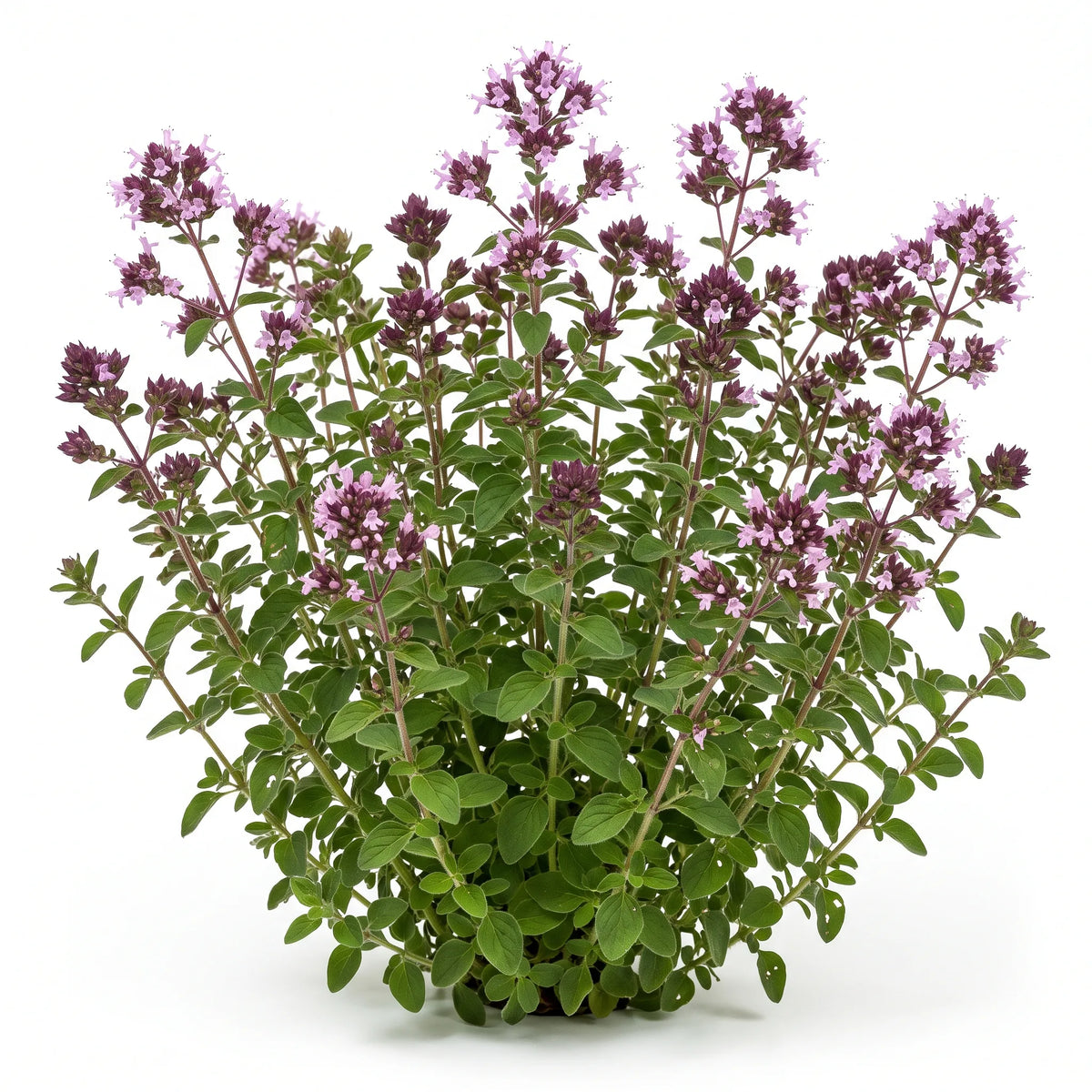 Pied d'origan commun (Origanum vulgare) fleuri sur fond blanc, corymbes rose lilas