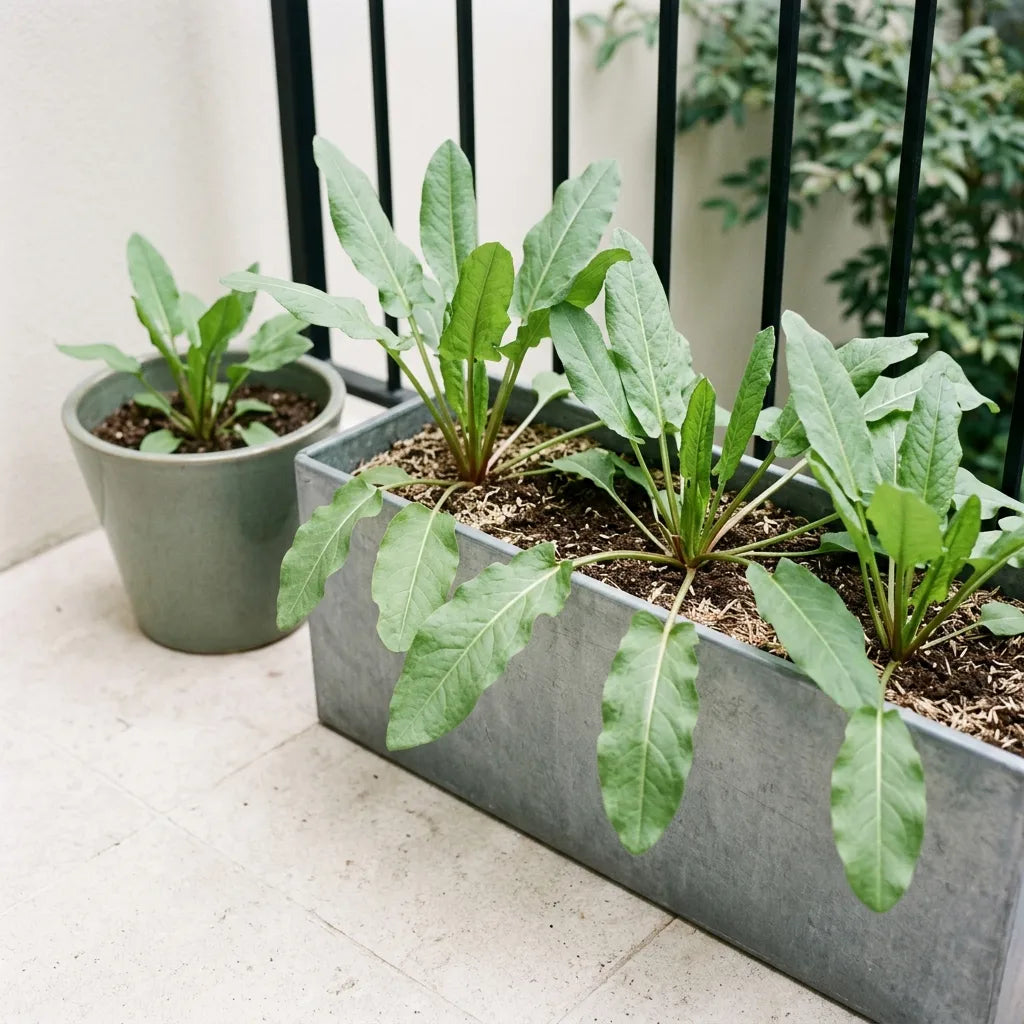 Culture de l'oseille en jardinière de zinc sur un balcon à la mi-ombre — SemiSauvage