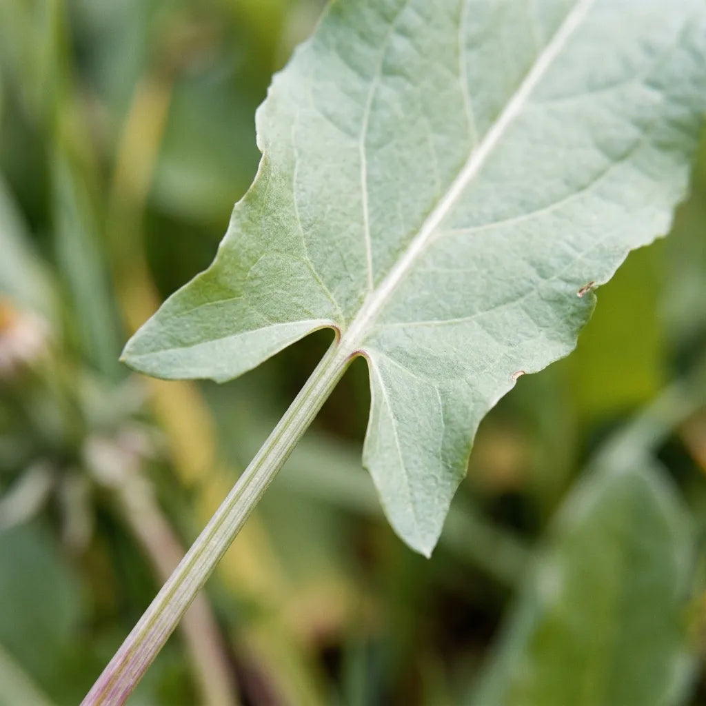 Macro de la base sagittée d'une feuille d'oseille : deux oreillettes pointues dirigées vers le bas — SemiSauvage