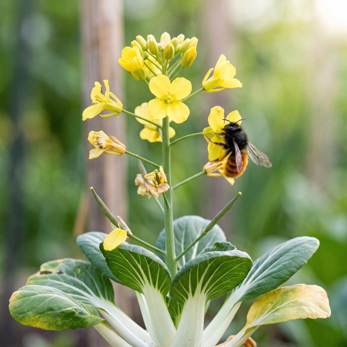 Pak choï monté à fleurs jaunes en croix visité par une osmie cornue, siliques en formation