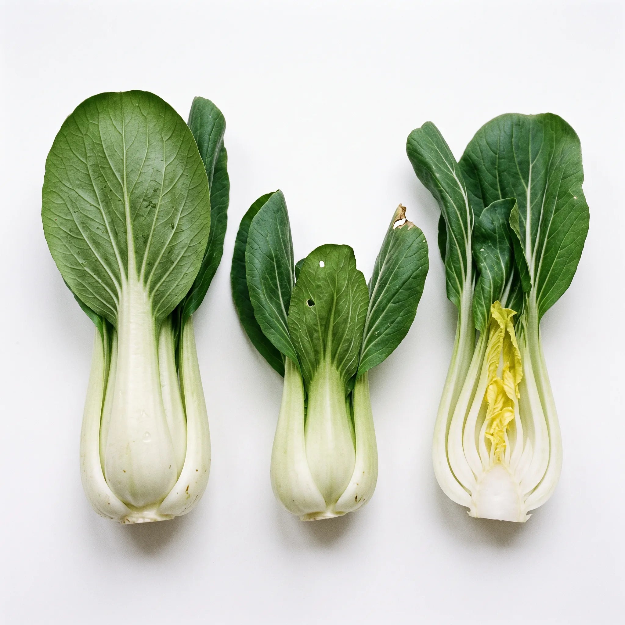 Pak choï en rosettes à côtes blanches, entier et coupé, sur fond blanc — graines reproductibles SemiSauvage