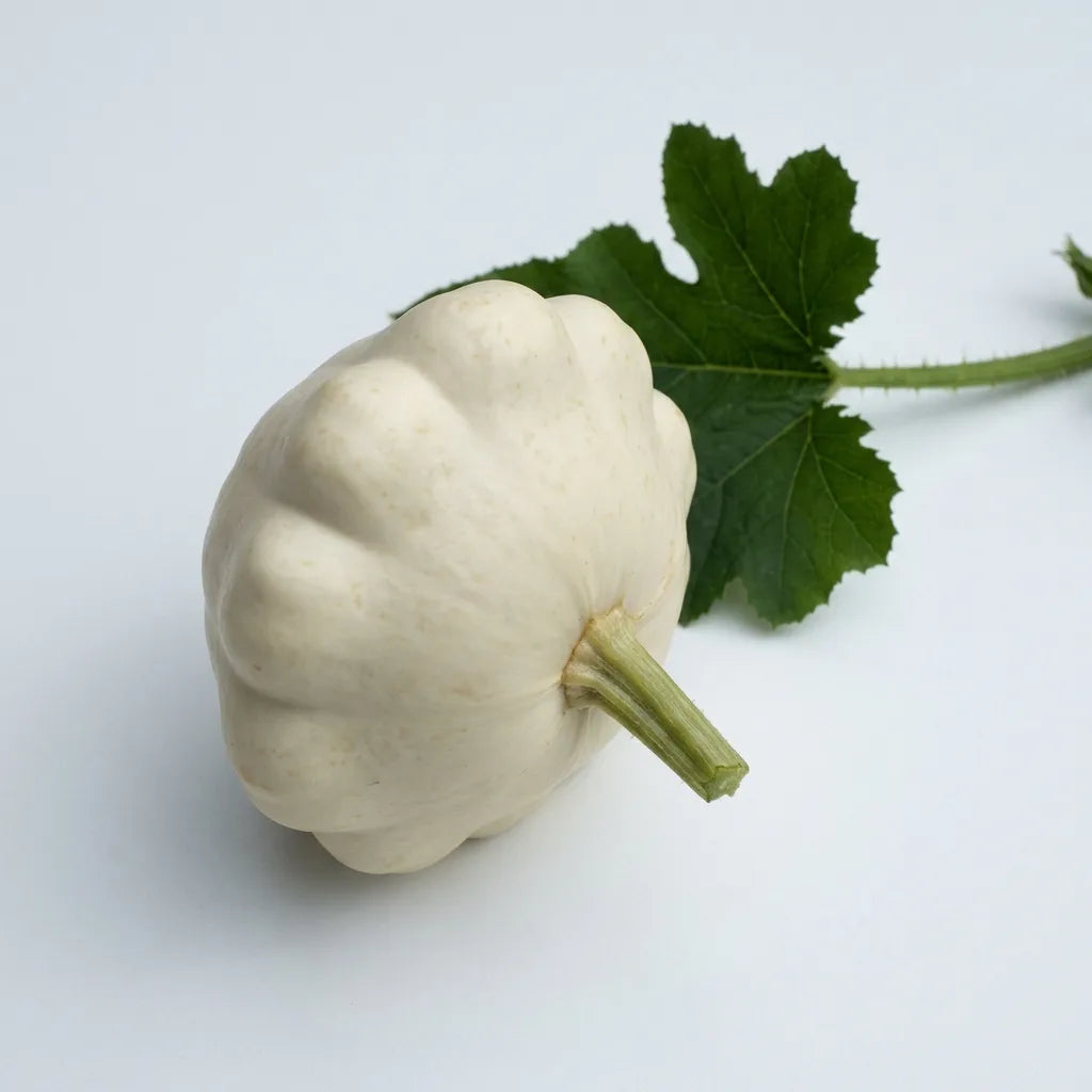 Pâtisson blanc en soucoupe festonnée avec sa feuille, sur fond blanc — SemiSauvage