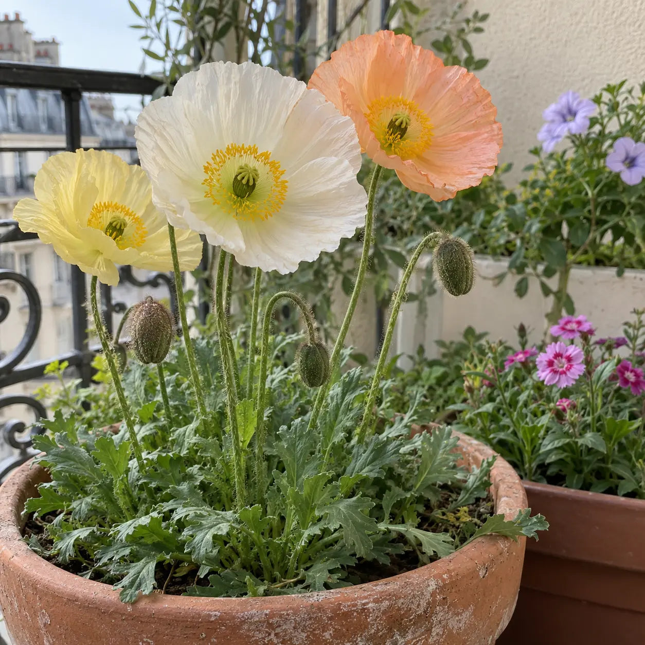 Pavots d’Islande blancs, jaunes et abricot en pot sur un balcon fleuri.