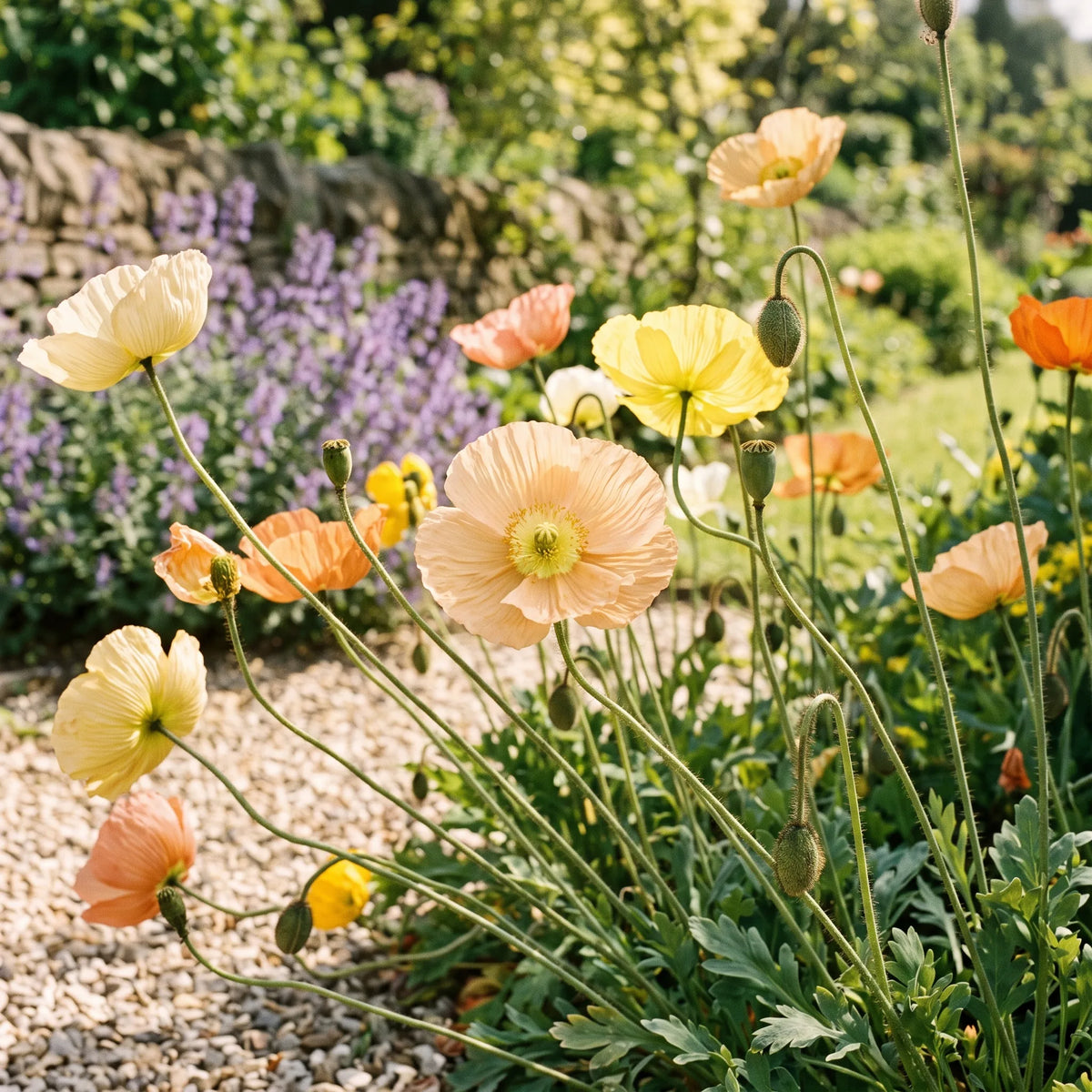 Massif de pavots d'Islande en fleur, corolles froissées aux coloris mêlés