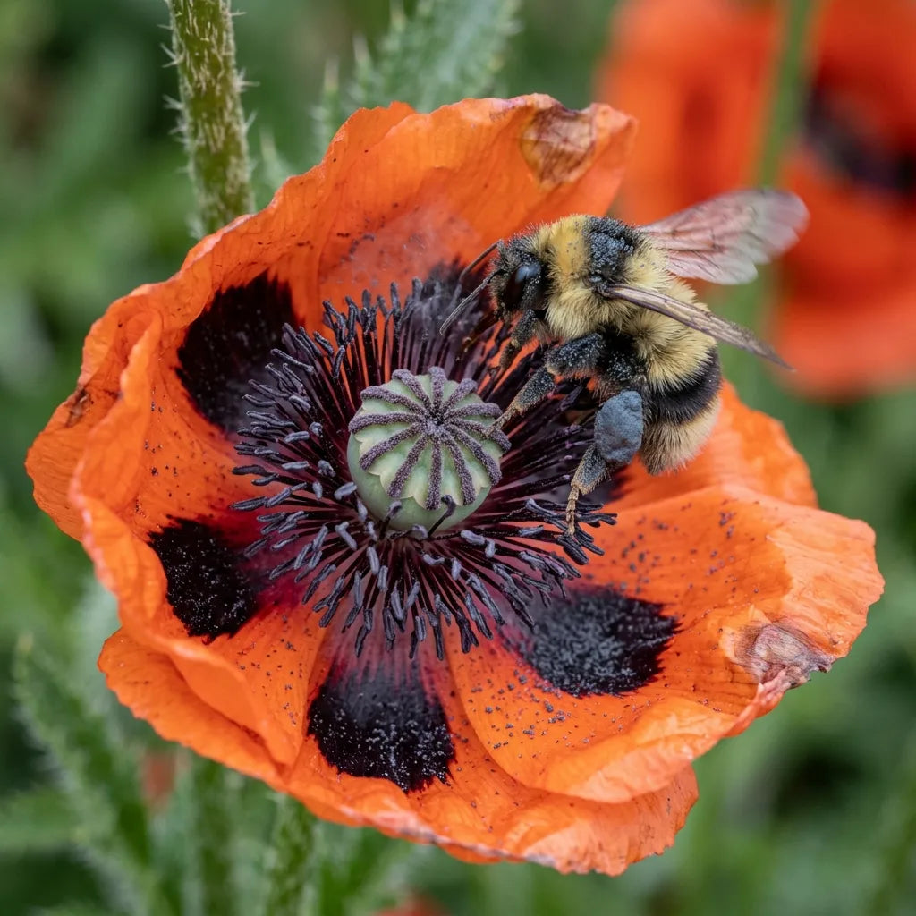 Bourdon chargé de pollen sombre au cœur d'un pavot d'Orient — SemiSauvage