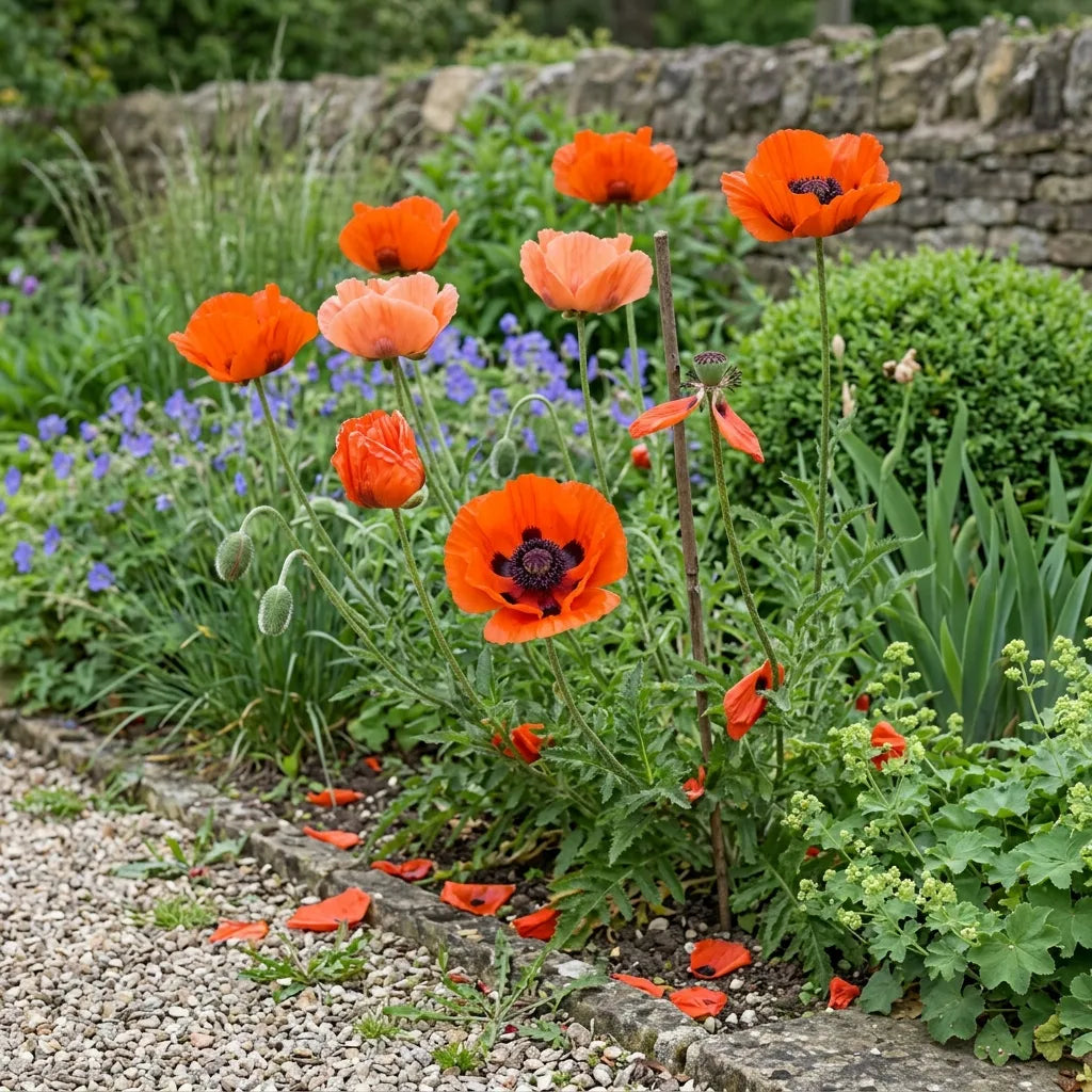 Pavots d'Orient en massif de jardin de campagne au début de l'été — SemiSauvage
