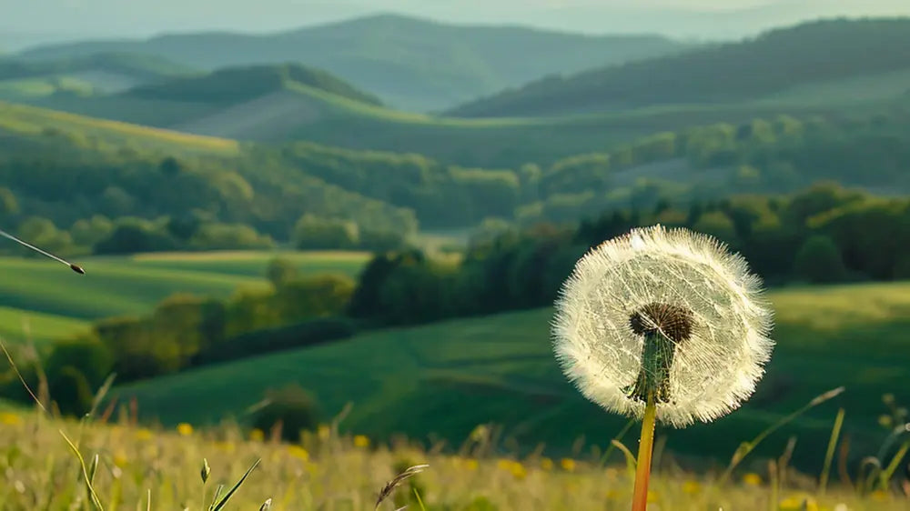 Paysage de permaculture près des Volcans d'Auvergne - SemiSauvage